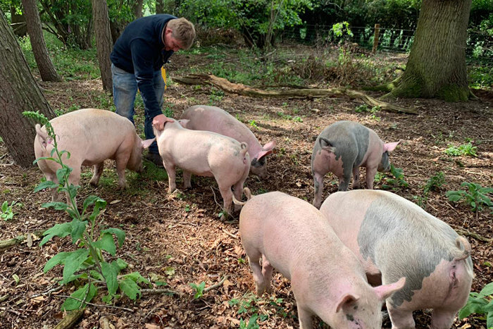 youngs farm produce pigs