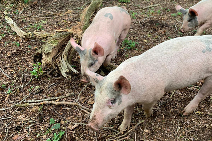 youngs farm pigs